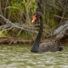 Labut cerna - Cygnus atratus - Black Swan 1070